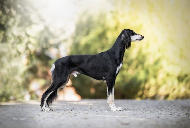 Saluki — elegantní perský chrt