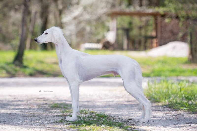 Mladý saluki na výstavě