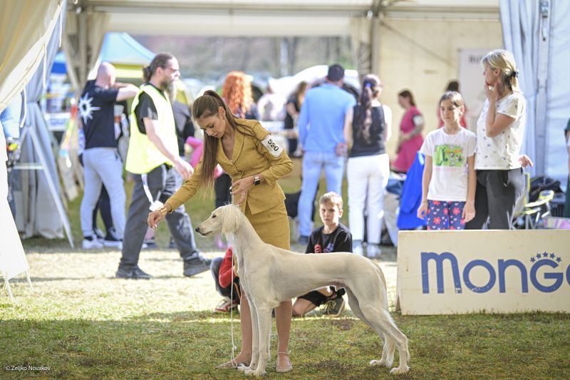Saluki v ringu – Hunedoara