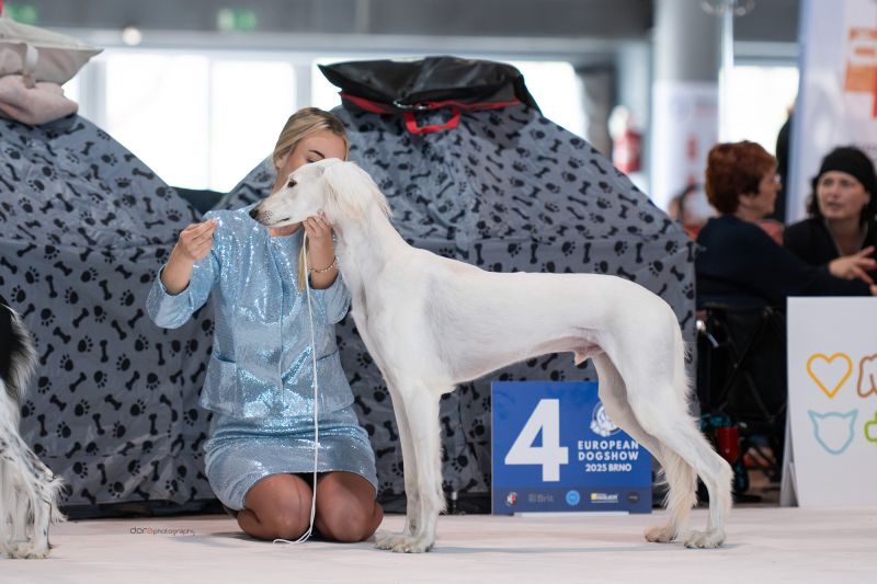 Saluki – pohled z profilu