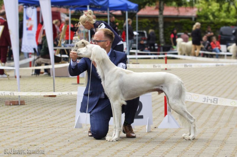 Saluki — perský chrt, královské plemeno