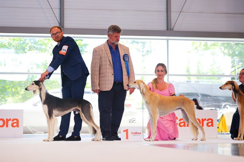 Sandstorm Bohemian Rhapsody