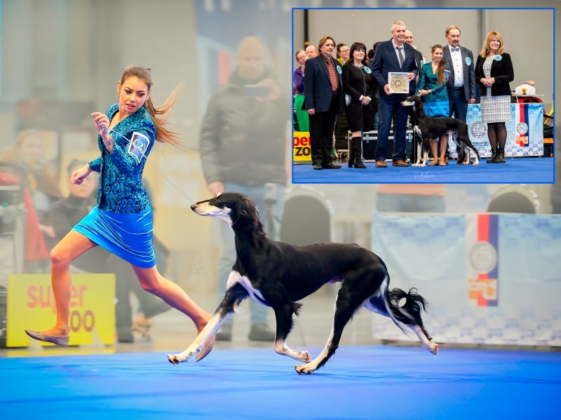 Soutěž o reprezentaci ČR na FCI World Challenge 2026