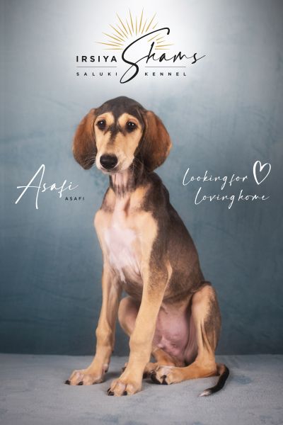 Štěňata saluki — Asafi Irsíya Shams