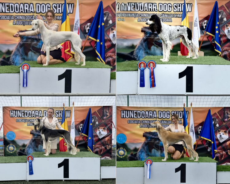 CAC & CACIB Hunedoara